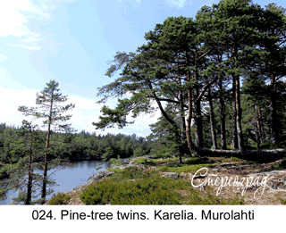 <b>024. </b>Pine-tree twins. Karelia. Murolahti. (3D shooting : with step to step moving). 2014. 70x50 cm.<br>
 Price - <b>17500</b> roubles unframed