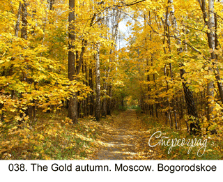 <b>038. </b>The Gold autumn. Moscow. Bogorodskoe. (3D shooting : with step to step moving). 2009. 70x50 cm.<br>
 Price - <b>17500</b> roubles unframed