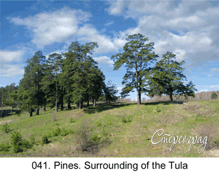 <b>041.  </b>Pines. Surrounding of the Tula (3D shooting : with step to step moving). 2007. 70x50 cm.<br>
 Price - <b>17500</b> roubles unframed
