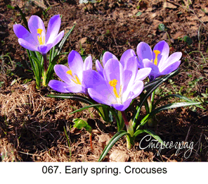 <b>067. </b> Early spring. Crocuses. (2D-3D conversion, 2016). 58x45 cm.<br>
Price - <b> 13500</b> roubles unframed